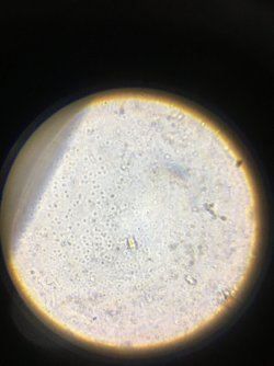 7D043ACA-ADFD-49F4-8AF5-18D759478946.jpeg