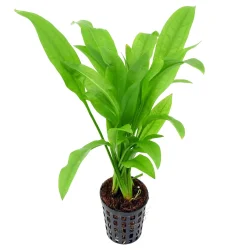 echinodorus-grisebachii-parviflorus.webp