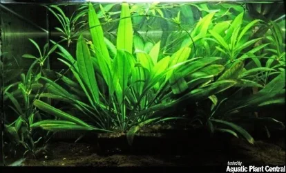 Echinodorus parviflorus wild.webp