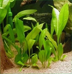 Echinodorus parviflorus wild2.webp