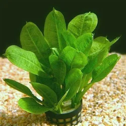 Echinodorus parviflorus Tropica1.webp