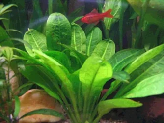 Echinodorus parviflorus Tropica2.webp