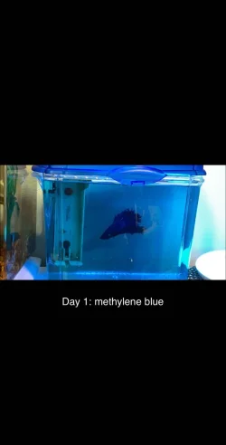 day 1 methylene blue.webp