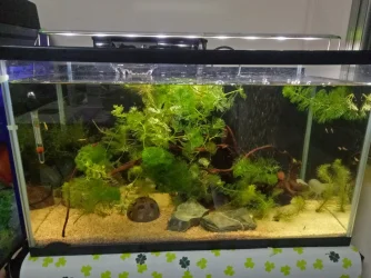 Tank 2.webp