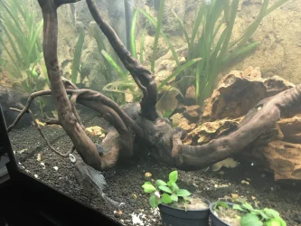 Bristlenose trio.webp