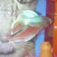 gianflavio