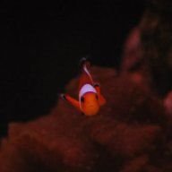 guppy_man