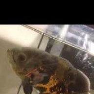 Oscarcichlid4