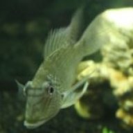 sawickib
