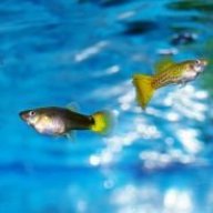Guppiesgalore