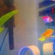 thefishnoob