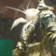 smolfish