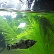 robinfishy
