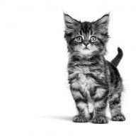 snowbell0925