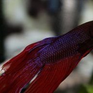 Bettas&Loaches