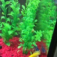 Fishinmo