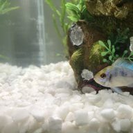 Fishyfriends11