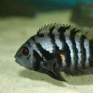Fish345