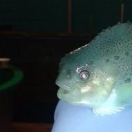 The Lumpfish Guy