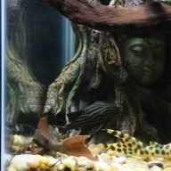 AguirreTheWrathofPlecos