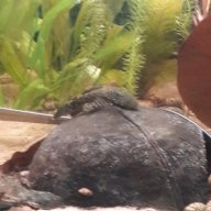 FishkeeperLinz