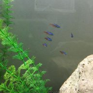 Something Smells Fishy