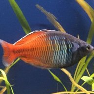 FishBR