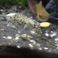She