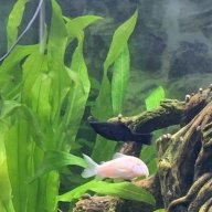 Keeperoftankcreatures