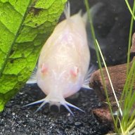 Frank228