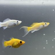 MollyFishMomma