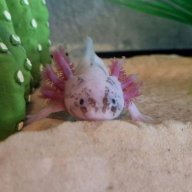 STARBURSTTHEAXOLOTL
