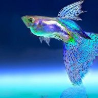 Bubble the Guppy