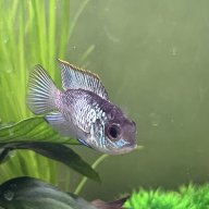 Fishkeeper123