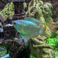 BarbsandGobies_expert