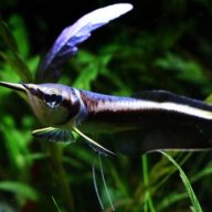 BigFishBoy1429