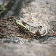Frogglecam