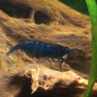 ShrimplyKay