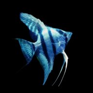 Aquatopia