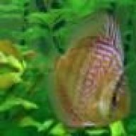 rabbut