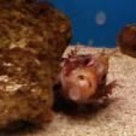 hello_fred