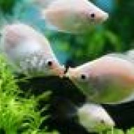Fishy Lover