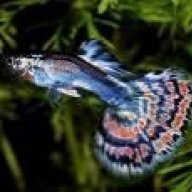 Goldenguppy5