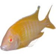 cichlid-breader