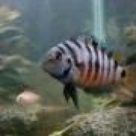 likescichlids