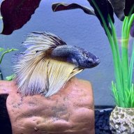 Oscar Betta