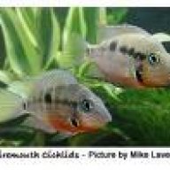 Cichlid Ben