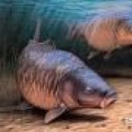 commoncarp