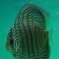 discus ross
