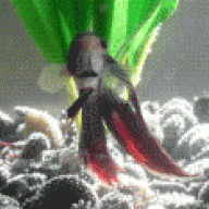 betta_fan17